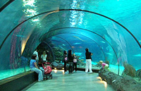 Наикрупнейший в Европе океанариум обнаружат в Москве в 2011 году, невзирая на кризис