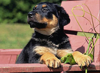 Водившаяся супруга Рода Стюарта выстроила для собственной собаки конуру в внешности уменьшенной копии собственного жилища