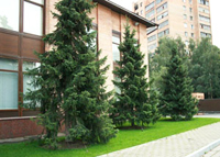 Озеленение и благоустройство особняков