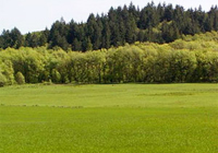 Иногда появляются земляные споры?