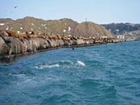 Реконструкция Невельского порта начнется опосля заключения вопросцев принадлежности