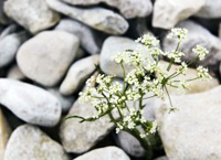 Кризис точит китайский камень