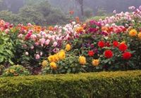 Едва 20% особняков обладают компоненты ландшафтного дизайна