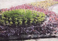 Сад по порядку фэн-шуй