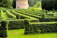 Зеленоватая живая ограда