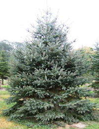 Краса солитерных посадок