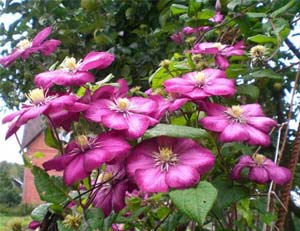 Клематисы