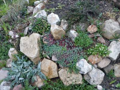 Альпинарий перезимовал